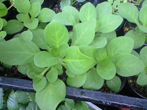 petunia1108.JPG