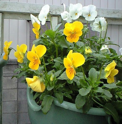 viola1111.JPG