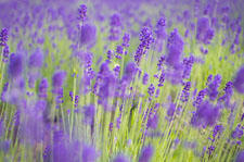 IMGP0289_DNG2.jpg