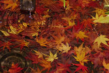 IMGP8829s.jpg