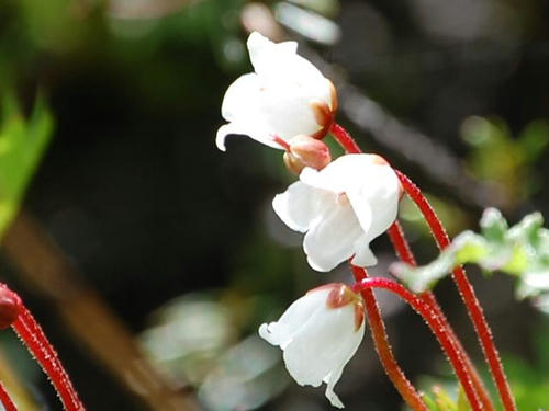 栂桜（ツガザクラ）