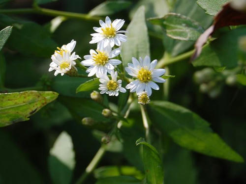 照葉野菊（テリハノギク）