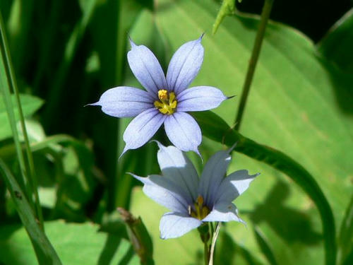 藍色庭石菖（アイイロニワゼキショウ）