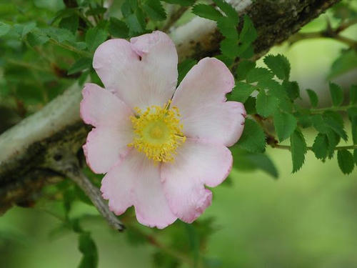 山椒薔薇（サンショウバラ）