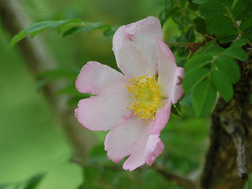 山椒薔薇（サンショウバラ）