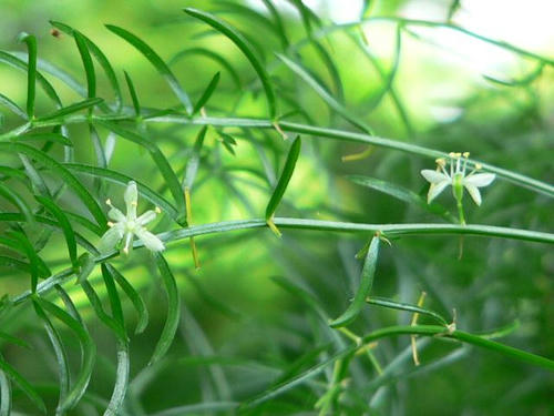 草杉蔓（クサスギカズラ）