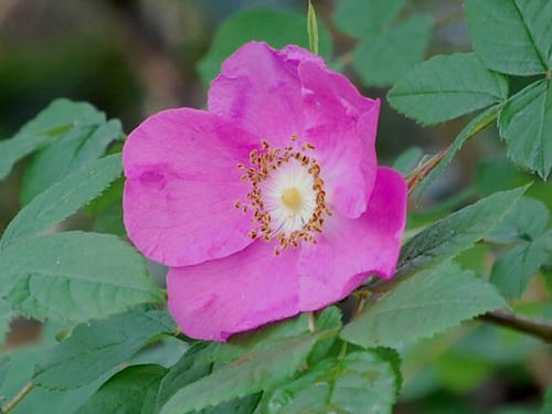 大高嶺茨（オオタカネイバラ）