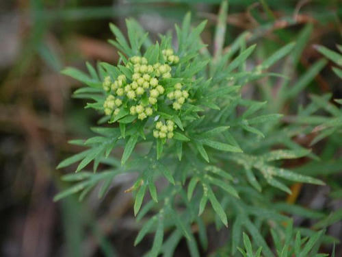 岩茵陳（イワインチン）