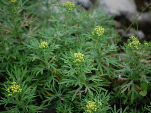 岩茵陳（イワインチン）