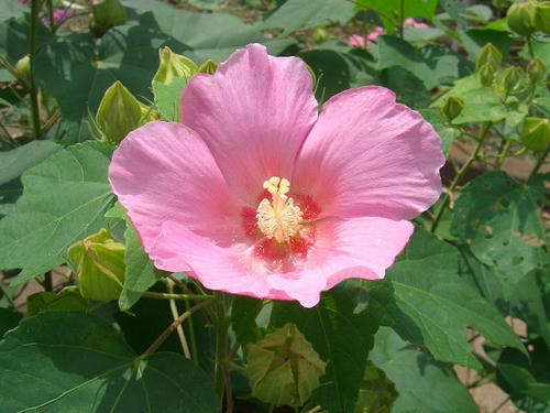 芙蓉（フヨウ）