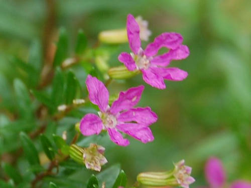 メキシコハ花柳（メキシコハナヤナギ）