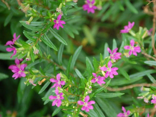 メキシコハ花柳（メキシコハナヤナギ）