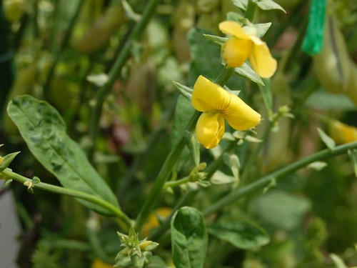 黄金狸豆（コガネタヌキマメ）