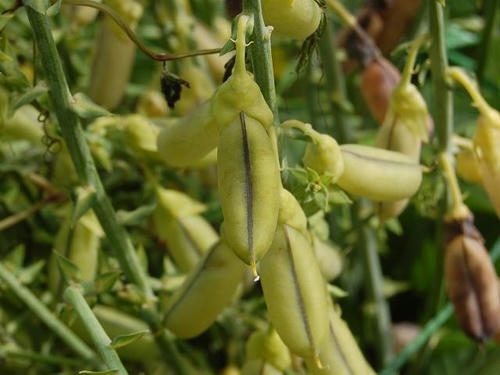黄金狸豆（コガネタヌキマメ）