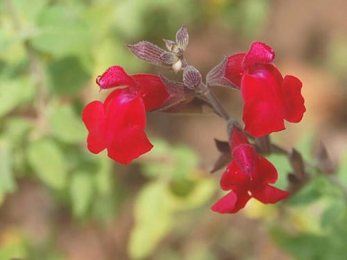秋の紅花サルビア（アキノベニバナサルビア）