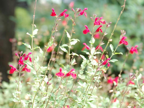 秋の紅花サルビア（アキノベニバナサルビア）