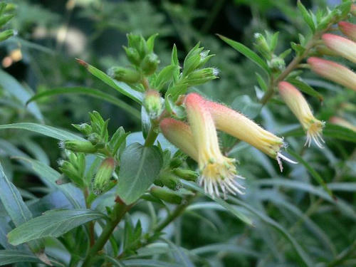 花柳（ハナヤナギ）