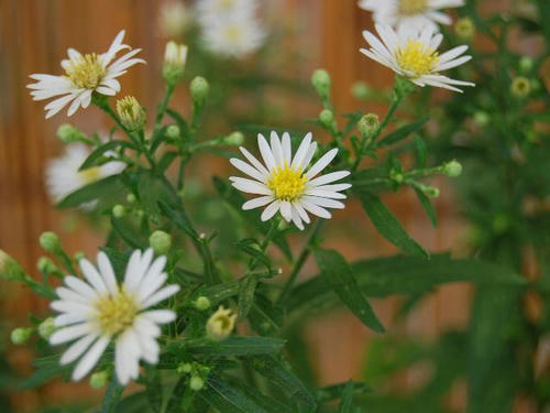 屋久島野菊（ヤクシマノギク）