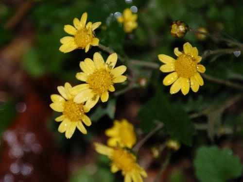 虹が浜菊（ニジガハマギク）