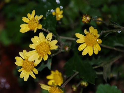 虹が浜菊（ニジガハマギク）