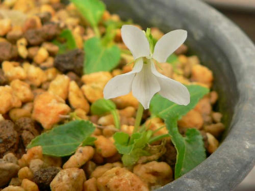 白花琉球小菫（シロバナリュウキュウコスミレ）