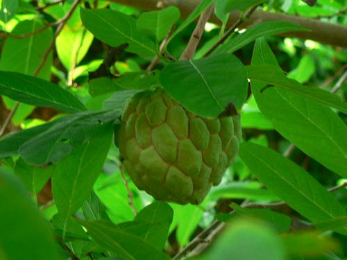 蕃茘枝（バンレイシ）