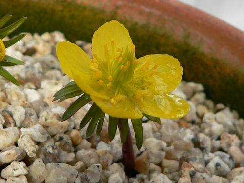黄花節分草（キバナセツブンソウ）