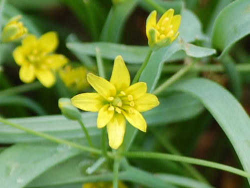 黄花の甘菜（キバナノアマナ）