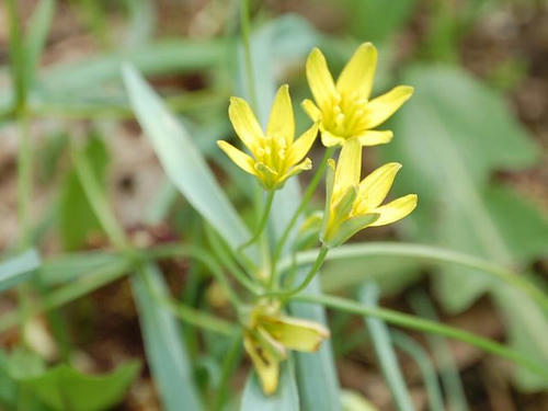 黄花の甘菜（キバナノアマナ）