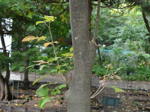 青だも アオダモ 植物図鑑ブログ