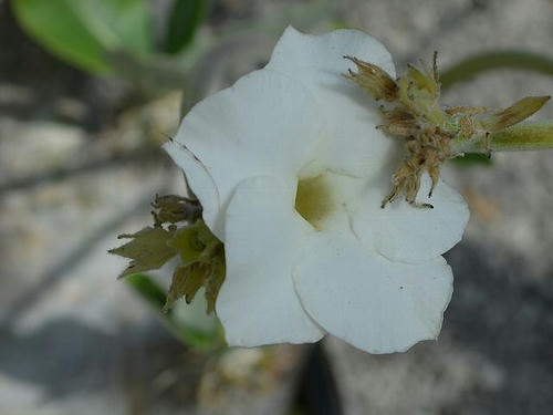 パキポディウム エブルネウム 植物図鑑ブログ