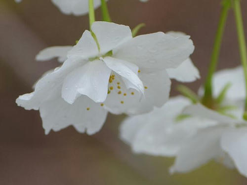 千原桜 チハラザクラ 植物図鑑ブログ