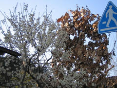 ume