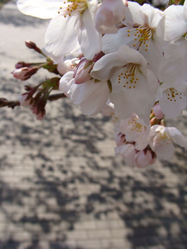 桜１