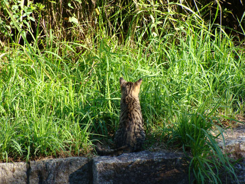 ねこ1