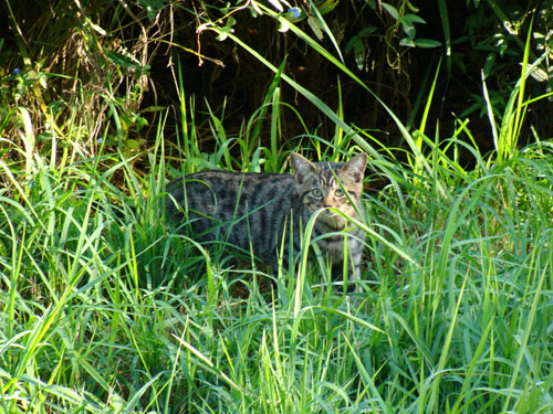 ねこ2