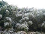 初雪