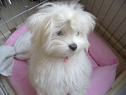 画像ファイル "http://blog.cnobi.jp/v1/blog/user/7714fae4ebd1ef69bd8524795a2c1b47/1225374822" は壊れているため、表示できませんでした。