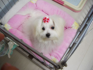 画像ファイル "http://blog.cnobi.jp/v1/blog/user/7714fae4ebd1ef69bd8524795a2c1b47/1226412014" は壊れているため、表示できませんでした。