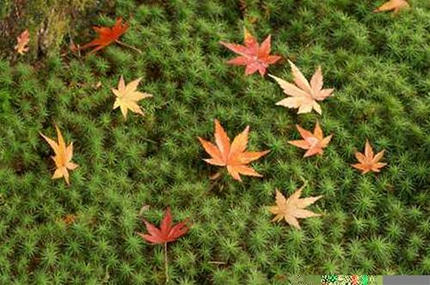 紅葉