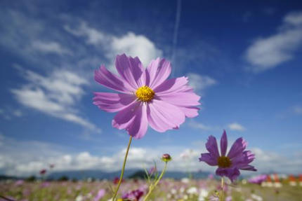 秋の花