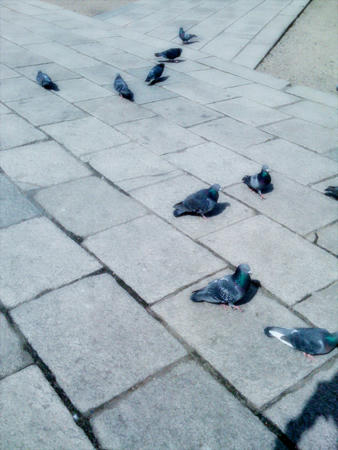 hato.jpg