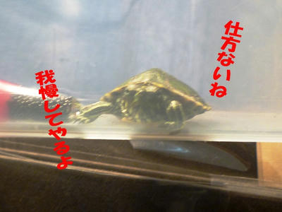 P1050084.JPG