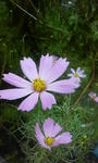 200710031234000.jpg