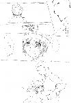 c050.gif
