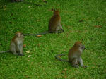 monkey.JPG