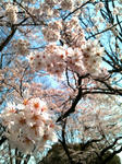 hanami01