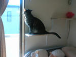 nekomichi.jpg