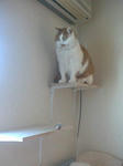 nekomichi3.jpg