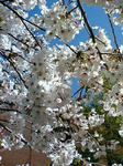 sakusakura.jpg